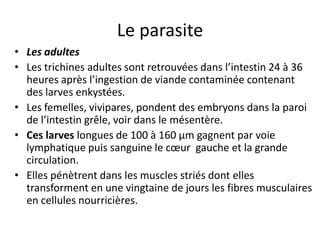 Le parasite
• Les adultes
• Les trichines adultes sont retrouvées dans l’intestin 24 à 36
  heures après l’ingestion de viande contaminée contenant
  des larves enkystées.
• Les femelles, vivipares, pondent des embryons dans la paroi
  de l’intestin grêle, voir dans le mésentère.
• Ces larves longues de 100 à 160 μm gagnent par voie
  lymphatique puis sanguine le cœur gauche et la grande
  circulation.
• Elles pénètrent dans les muscles striés dont elles
  transforment en une vingtaine de jours les fibres musculaires
  en cellules nourricières.
 