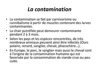 La contamination
• La contamination se fait par carnivorisme ou
  cannibalisme à partir de muscles contenant des larves
  contaminantes.
• La chair putréfiée peut demeurer contaminante
  pendant 2 à 3 mois.
• Selon les pays et les espèces rencontrées, de très
  nombreux animaux peuvent ainsi être infectés (Ours
  polaire, renard, sanglier, cheval, phacochère…).
• En Europe, le porc, le sanglier mais aussi le cheval sont
  à l’origine de la contamination humaine qui est
  favorisée par la consommation de viande crue ou peu
  cuite.
 