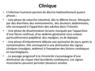 Clinique
• L’infection humaine permet de décrire habituellement quatre
  phases :
• - Une phase de catarrhe intestinal, dès la 48ème heure. Marquée
  par des diarrhées des vomissements, des douleurs abdominales,
  elle correspond à l’apparition des adultes dans l’intestin.
• - Une phase de dissémination larvaire marquée par l’apparition
  d’une fièvre continue, d’un œdème généralisé sous-cutané
  particulièrement palpébral, des myalgies, et de diplopie.
• - Une phase d’enkystement débute une quinzaine de jours après la
  contamination. Elle correspond à une diminution des signes
  cliniques (myalgies, œdème) à l’exception des lésions cardiaques
  et neurologiques.
• - Le passage progressif à la chronicité s’accompagne d’une
  diminution du risque vital (accidents cardiaques). Les signes
  musculaires peuvent persister plusieurs années.
 