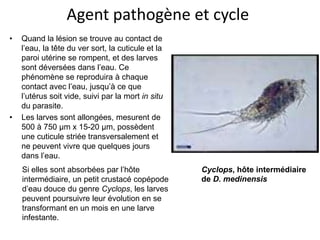 Agent pathogène et cycle
•   Quand la lésion se trouve au contact de
    l’eau, la tête du ver sort, la cuticule et la
    paroi utérine se rompent, et des larves
    sont déversées dans l’eau. Ce
    phénomène se reproduira à chaque
    contact avec l’eau, jusqu’à ce que
    l’utérus soit vide, suivi par la mort in situ
    du parasite.
•   Les larves sont allongées, mesurent de
    500 à 750 μm x 15-20 μm, possèdent
    une cuticule striée transversalement et
    ne peuvent vivre que quelques jours
    dans l’eau.
    Si elles sont absorbées par l’hôte              Cyclops, hôte intermédiaire
    intermédiaire, un petit crustacé copépode       de D. medinensis
    d’eau douce du genre Cyclops, les larves
    peuvent poursuivre leur évolution en se
    transformant en un mois en une larve
    infestante.
 