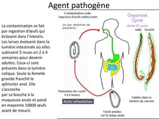 Agent pathogène

La contamination se fait
par ingestion d’œufs qui
éclosent dans l’intestin.
Les larves évoluent dans la
lumière intestinale où elles
subissent 5 mues en 2 à 4
semaines pour devenir
adultes. Ceux-ci sont
présents dans la lumière
colique. Seule la femelle
gravide franchit le
sphincter anal. Elle
s’accroche
par sa bouche à la
muqueuse anale et pond
en moyenne 10000 œufs
avant de mourir.
 