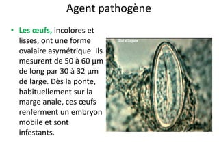 Agent pathogène
• Les œufs, incolores et
  lisses, ont une forme
  ovalaire asymétrique. Ils
  mesurent de 50 à 60 μm
  de long par 30 à 32 μm
  de large. Dès la ponte,
  habituellement sur la
  marge anale, ces œufs
  renferment un embryon
  mobile et sont
  infestants.
 