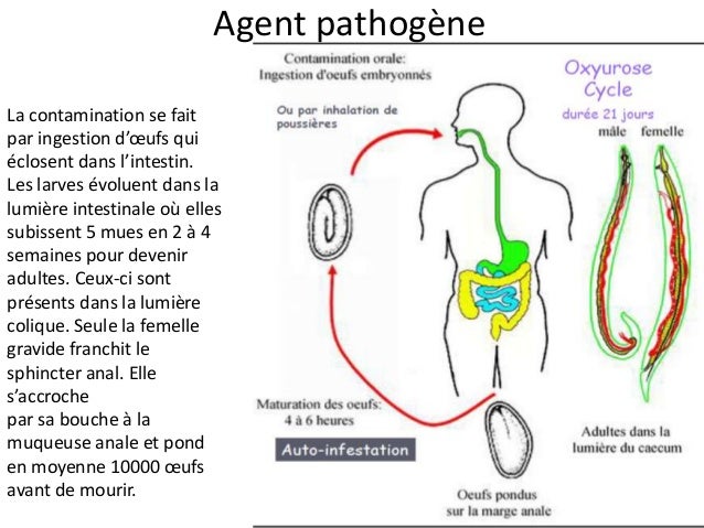 Nematodes A Transmission Per Os