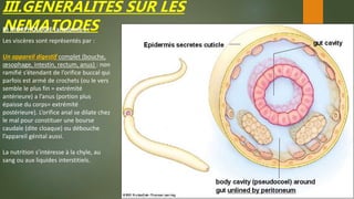 III.GENERALITES SUR LES
NEMATODESB) MORPHOLOGIE (anatomie ) :
Les viscères sont représentés par :
Un appareil digestif complet (bouche,
œsophage, intestin, rectum, anus) : non
ramifié s’étendant de l’orifice buccal qui
parfois est armé de crochets (ou le vers
semble le plus fin = extrémité
antérieure) a l’anus (portion plus
épaisse du corps= extrémité
postérieure). L’orifice anal se dilate chez
le mal pour constituer une bourse
caudale (dite cloaque) ou débouche
l’appareil génital aussi.
La nutrition s’intéresse à la chyle, au
sang ou aux liquides interstitiels.
 