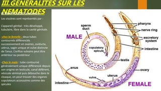 III.GENERALITES SUR LES
NEMATODESB) MORPHOLOGIE (anatomie ) :
Les viscères sont représentés par :
L’appareil génital : très développé,
tubulaire, libre dans la cavité génitale.
-chez la femelle : deux tubes
contournés différenciés
successivement en ovaires, oviducte,
utérus, vagin unique et vulve distincte
de l’anus. L’orifice vulvaire peut être
antérieur ou postérieur
-Chez le male : tube contourné
généralement unique différencié depuis
son origine en testicule, canal déférent,
vésicule séminal puis débouche dans le
cloaque, on peut trouver des organes
copulateurs accessoires comme des
spicules
 