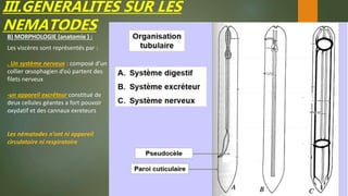 III.GENERALITES SUR LES
NEMATODES
B) MORPHOLOGIE (anatomie ) :
Les viscères sont représentés par :
. Un système nerveux : composé d’un
collier œsophagien d’où partent des
filets nerveux
-un appareil excréteur constitué de
deux cellules géantes a fort pouvoir
oxydatif et des cannaux exreteurs
Les nématodes n’ont ni appareil
circulatoire ni respiratoire
 