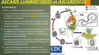 ASCARIS LUMBRICOIDES et ASCARIDIOSE
3) CYCLE EVOLUTIF
 Direct , monoxène , complexe avec migration interne
 Le cycle comprend deux phases: tissulaire correspondant a
la migration larvaire et une autre cavitaire correspondant a
la maturation des adultes
 L’homme s’infeste par voie orale suite a l’ingestion d’oeufs
embryonnés contaminant une eau ou des aliments souillés
ou des mains sales
 Au niveau de l’estomac la coque de l’œuf est lysée et la larve
est libérée dans la lumière de l’intestin grêle dont elle
traverse la paroi pour gagner le foie par la veine porte plus
rarement par voie péritonéale
 Elle gagne par la suite le cœur droite, l’artère pulmonaire et
les capillaires pulmonaires qu’elle atteint le 3ème jour, a ce
niveau la larve subit deux mues
 Le 10ème jour elle passe de la voie sanguine a la voie
aérienne et remonte l’arbre bronchique jusqu’au carrefour
aérodigestif ou , a la faveur d’un mouvement de déglutition
 