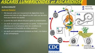 ASCARIS LUMBRICOIDES et ASCARIDIOSE
3) CYCLE EVOLUTIF
(suite de l’histoire)
• Elle bascule suite a un mouvement de déglutition (larve
pelotonnée) dans le tube digestif ou elle subit une dernière
mue pour donner les adultes
• La ponte des œufs débute 60 jours après la contamination
• Les œufs ne sont pas embryonnés a la ponte , ils deviennent
infectieux en 2 a 4 semaines selon les conditions de
température et d’humidité du milieu extérieur
• Les œufs sont extrêmement résistants au froid , a la chaleur
et aux antiseptiques
 