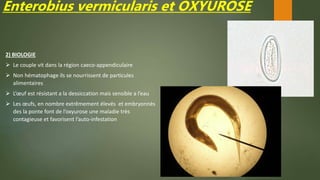 Enterobius vermicularis et OXYUROSE
2) BIOLOGIE
 Le couple vit dans la région caeco-appendiculaire
 Non hématophage ils se nourrissent de particules
alimentaires
 L’œuf est résistant a la dessiccation mais sensible a l’eau
 Les œufs, en nombre extrêmement élevés et embryonnés
des la ponte font de l’oxyurose une maladie très
contagieuse et favorisent l’auto-infestation
 
