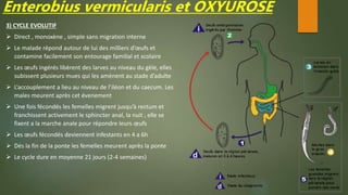 Enterobius vermicularis et OXYUROSE
3) CYCLE EVOLUTIF
 Direct , monoxène , simple sans migration interne
 Le malade répond autour de lui des milliers d’œufs et
contamine facilement son entourage familial et scolaire
 Les œufs ingérés libèrent des larves au niveau du gèle, elles
subissent plusieurs mues qui les amènent au stade d’adulte
 L’accouplement a lieu au niveau de l’iléon et du caecum. Les
males meurent après cet évenement
 Une fois fécondés les femelles migrent jusqu’à rectum et
franchissent activement le sphincter anal, la nuit , elle se
fixent a la marche anale pour répondre leurs œufs
 Les œufs fécondés deviennent infestants en 4 a 6h
 Dés la fin de la ponte les femelles meurent après la ponte
 Le cycle dure en moyenne 21 jours (2-4 semaines)
 