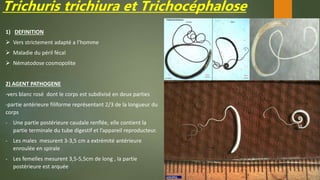 Trichuris trichiura et Trichocéphalose
1) DEFINITION
 Vers strictement adapté a l’homme
 Maladie du péril fécal
 Nématodose cosmopolite
2) AGENT PATHOGENE
-vers blanc rosé dont le corps est subdivisé en deux parties
-partie antérieure filiforme représentant 2/3 de la longueur du
corps
- Une partie postérieure caudale renflée, elle contient la
partie terminale du tube digestif et l’appareil reproducteur.
- Les males mesurent 3-3,5 cm a extrémité antérieure
enroulée en spirale
- Les femelles mesurent 3,5-5,5cm de long , la partie
postérieure est arquée
 