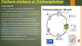 Trichuris trichiura et Trichocéphalose
3) CYCLE EVOLUTIF
 Direct , monoxène , simple sans migration interne
 Les femelles fécondés pondent des œufs non embryonnés
(1000-5000 oeufs/j)qui le deviennent en 3 a 6 semaines selon
les conditions du milieu extérieur.
-les œufs embryonnés sont très résistants dans le milieu
extérieur en particulier dans les sols chauds et humides.
-l’homme se contamine en ingérant de l’eau ou des aliments
souillés ou via les mains sales contenant des œufs infestants
-les œufs éclosent dans le tube digestif et les larves sont
libérés, elle vont s’enfoncer dans la muqueuse du grêle pour
muer. Elle iront ensuite se loger dans la muqueuse caecale ou
elles subissent une dernière mue avant de devenir adultes.
-le processus de maturation dure 1 mois
-la ponte commence a 02 mois après la contamination
 
