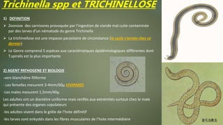 Trichinella spp et TRICHINELLOSE
1) DEFINITION
 Zoonose des carnivores provoquée par l’ingestion de viande mal cuite contaminée
par des larves d’un nématode du genre Trichinella
 La trichinellose est une impasse parasitaire de circonstance (le cycle s’arrete chez ce
dernier)
 Le Genre comprend 5 espèces aux caractéristiques épidémiologiques différentes dont
T.spiralis est la plus importante
2) AGENT PATHOGENE ET BIOLOGIE
-vers blanchâtre filiforme
- Les femelles mesurent 3-4mm/60µ VIVIPARES
-Les males mesurent 1,5mm/40µ
Les adultes ont un diamètre uniforme mais renflés aux extrémités surtout chez le male
qui présente des organes copulateurs
-les adultes vivent dans le grêle de l’hote définitif
-les larves sont enkystés dans les fibres musculaires de l’hote intermédiaire
 