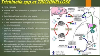 Trichinella spp et TRICHINELLOSE
4) CYCLE EVOLUTIF
 Indirect, dit « auto-hétéroxène » , complexe avec migration
interne
 Auto hétéroxène car un même hôte servira :
 D’hote définitif en hébergeant les adultes dans son intestin
 D’hote intermédiaire en hébergeant les larves émises par
les femelles gravides.
 Le cycle a la particularité de se dérouler très rapidement au
sein d ’un même hôte
 L’homme s’infeste en consommant des viandes mal cuites
contenant des larves infestantes encapsulés dans les fibres
musculaires qui seront libérés après la digestion gastrique.
Elles subissent 04 mues pour donner des adultes en 24-36h
 L’accouplement a lieu dans la lumière intestinale (males
meurent). Les femelles fécondés pénètrent dans la
muqueuse 4-5j après infestation. Elle émettent des larves L1
nouveaux nées (500-1000 larve / femelle)
 
