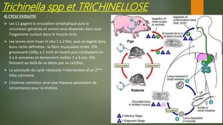 Trichinella spp et TRICHINELLOSE
4) CYCLE EVOLUTIF
 Les L1 gagent la circulation lymphatique puis la
circulation générale et seront ainsi dispersés dans tout
l’organisme surtout dans le muscle strié.
 Les larves vont muer in situ 1 a 2 fois puis se logent dans
leurs niche définitive : la fibre musculaire striée. Elle
grossissent (100µ a 1 mm) et muent puis s’enkystent en
5 a 6 semaines et demeurent viables 1 a 3 ans. Elle
finissent au delà de se délais par se calcifier,
 La poursuite du cycle nécessite l’intervention d’un 2ème
hôte carnivore.
 L’homme constitue ainsi une impasse parasitaire de
circonstance pour la trichine.
 
