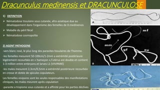 Dracunculus medinensis et DRACUNCULOSE
1) DEFINITION
 Nématodose tissulaire sous cutanée, afro-asiatique due au
développement dans l’organisme des femelles de D.medinensis
 Maladie du péril fécal
 Nématodose cosmopolite
2) AGENT PATHOGENE
-vers blanc rosé, le plus long des parasites tissulaires de l’homme.
-les femelles mesurent 50-100cm/1-2mm a extrémité postérieure
légérement recourbée en « hameçon »,l’utérus est double et contient
1-3 million entre embryons et larves L1 (VIVIPARE)
-les males mesurent 2,3cm/0,5mm a extrémité postérieure recourbée
en crosse et dotée de spicules copulateurs.
Les femelles vivipares sont les seules responsables des manifestations
cliniques, les males meurent après copulation
-parasite a tropisme sous cutanée et a affinité pour les parties déclives
 