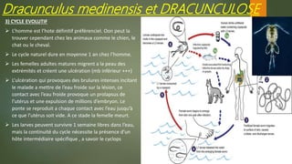 3) CYCLE EVOLUTIF
 L’homme est l’hote définitif préférenciel. Oon peut la
trouver cependant chez les animaux comme le chien, le
chat ou le cheval.
 Le cycle naturel dure en moyenne 1 an chez l’homme.
 Les femelles adultes matures migrent a la peau des
extrémités et créent une ulcération (mb inférieur +++)
 L’ulcération qui provoques des brulures intenses incitant
le malade a mettre de l’eau froide sur la lésion, ce
contact avec l’eau froide provoque un prolapsus de
l’utérus et une expulsion de millions d’embryon. Le
ponte se reproduit a chaque contact avec l’eau jusqu’à
ce que l’utérus soit vide. A ce stade la femelle meurt.
 Les larves peuvent survivre 1 semaine libres dans l’eau,
mais la continuité du cycle nécessite la présence d’un
hôte intermédiaire spécifique , a savoir le cyclops
Dracunculus medinensis et DRACUNCULOSE
 