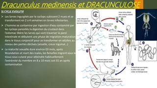 3) CYCLE EVOLUTIF
 Les larves ingurgités par le cyclops subissent 2 mues et se
transforment en 2 a 4 semaines en larves infestantes.
 L’homme se contamine par ingestion d’eau contaminé par
les cyclops parasités.la digestion du crustacé dans
l’estomac libère les larves qui vont traverser la paroi
intestinale et débutent une phase de migration-maturation
dans le tissus conjonctif pour se transformer en adultes au
niveau des parties déclives (aisselle, creux inguinal…)
 La maturité sexuelle dure environ 03 mois, après
fécondation et mort des males, les femelles migrent sous le
tissus sous cutané pour atteindre habituellement
l’extrémité du membre en 8 a 10 mois soit 01 an après
contamination
Dracunculus medinensis et DRACUNCULOSE
 