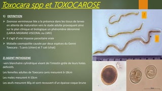 Toxocara spp et TOXOCAROSE
1) DEFINITION
 Zoonose vermineuse liée a la présence dans les tissus de larves
en attente de maturation vers le stade adulte provoquant ainsi
sur le plan clinique et biologique un phénomène dénommé
(LARVA MIGRANS VISCERAL ou LMV)
 Il s’agit d’une impasse parasitaire vraie
 Maladie cosmopolite causée par deux espèces du Genre
Toxocara : T.canis (chien) et T cati (chat)
2) AGENT PATHOGENE
-vers blanchatre cylindrique vivant de l’intestin grèle de leurs hotes
définitifs
Les femelles adultes de Toxocara canis mesurent 6-18cm
Les males mesurent 4-10cm
Les œufs mesurent 80µ et sont recouvert d’un épaisse coque brune
 