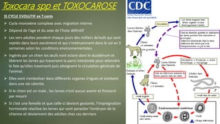 3) CYCLE EVOLUTIF ex T.canis
 Cycle monoxène complexe avec migration interne
 Dépend de l’age et du sexe de l’hote définitif
 Les vers adultes pondent chaque jours des milliers do’eufs qui sont
rejetés dans leurs excrément et qui s’mebryonnent dans le sol en 3
semaines selon les conditions environnementales.
 Ingérés par un chien les œufs vont eclore dans le duodénum et
libèrent les larves qui traversent la paroi intestinale pour atteindre
le foie qu’elles traversent puis atteignent la circulation générale de
l’animal.
 Elles vont s’emboliser dans differents organes irrigués et tombent
dans une vie ralentie.
 Si le chien est un male , les larves n’ont aucun avenir et finissent
par mourir
 Si c’est une femelle et que celle-ci devient gestante, l’impregnation
hormonale réactive les larves qui vont parasiter l’embryon de la
chienne et deviennent des adultes chez ces derniers
Toxocara spp et TOXOCAROSE
 