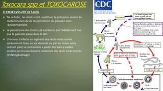 3) CYCLE EVOLUTIF ex T.canis
 De ce faite , les chiots vont constituer la principale source de
contamination de de dissémination du parasite dans
l’environnement.
 Le parasitisme des chiots est entretenu par l’allaitement vue
que le parasite passe dans le lait.
 L’humain s’infecte en ingérant des œufs embryonnés
contaminant l’eau ou les aliments ou par les mains sales.
L’enfant peut se contaminer a partir des bacs a sables
souillés par les excréments contenant des œufs embryonnés
(enfant géophage)
Toxocara spp et TOXOCAROSE
 