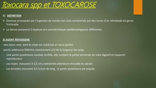 1) DEFINITION
 Zoonose provoquée par l’ingestion de viande mal cuite contaminée par des larves d’un nématode du genre
Trichinella
 Le Genre comprend 5 espèces aux caractéristiques épidémiologiques différentes
2) AGENT PATHOGENE
-vers blanc rosé dont le corps est subdivisé en deux parties
-partie antérieure filiforme représentant 2/3 de la longueur du corps
- Une partie postérieure caudale renflée, elle contient la partie terminale du tube digestif et l’appareil
reproducteur.
- Les males mesurent 3-3,5 cm a extrémité antérieure enroulée en spirale
- Les femelles mesurent 3,5-5,5cm de long , la partie postérieure est arquée
Toxocara spp et TOXOCAROSE
 
