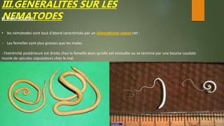 III.GENERALITES SUR LES
NEMATODESB) MORPHOLOGIE :
• les nématodes sont tout d’abord caractérisés par un dimorphisme sexuel net :
- Les femelles sont plus grosses que les males
- l’extrémité postérieure est droite chez la femelle alors qu’elle est enroulée ou se termine par une bourse caudale
munie de spicules copulateurs chez le mal.
 
