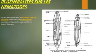 III.GENERALITES SUR LES
NEMATODESB) MORPHOLOGIE (anatomie ) :
Les vers sont constitués d’un tégument musculo-
cuticulaire entourant une cavité viscérale
pseudocoelomique ou les organes internes
flottent librement.
 