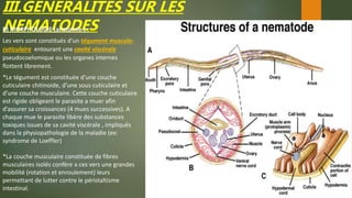 III.GENERALITES SUR LES
NEMATODESB) MORPHOLOGIE (anatomie ) :
Les vers sont constitués d’un tégument musculo-
cuticulaire entourant une cavité viscérale
pseudocoelomique ou les organes internes
flottent librement.
*Le tégument est constituée d’une couche
cuticulaire chitinoide, d’une sous cuticulaire et
d’une couche musculaire. Cette couche cuticulaire
est rigide obligeant le parasite a muer afin
d’assurer sa croissances (4 mues successives). A
chaque mue le parasite libère des substances
toxiques issues de sa cavité viscérale , impliqués
dans la physiopathologie de la maladie (ex:
syndrome de Loeffler)
*La couche musculaire constituée de fibres
musculaires isolés confère a ces vers une grandes
mobilité (rotation et enroulement) leurs
permettant de lutter contre le péristaltisme
intestinal.
 