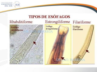 Nematodes intestinales ucsur | PPT