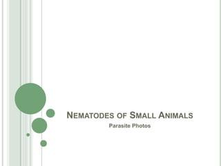Nematodes of Small Animals Parasite Photos 