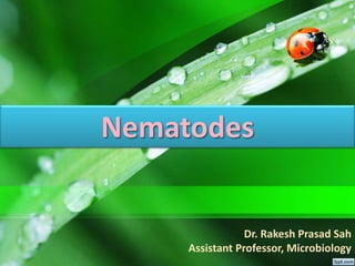 Nematodes
Dr. Rakesh Prasad Sah
Assistant Professor, Microbiology
 
