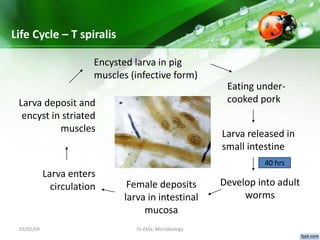 03/05/09 Dr Ekta, Microbiology
Pathogenicity
• Trichinelliasis / Trichinosis – clinical features depends on
the stage:
1. ...
