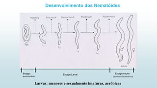 Desenvolvimento dos Nematóides
Estágio
embrionário
Estágio Larval Estágio Adulto
Larvas: menores e sexualmente imaturas, aeróbicas
(aeróbico facultativo)
 