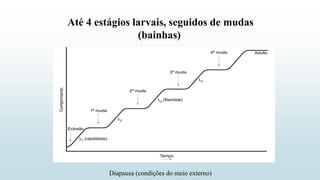 Até 4 estágios larvais, seguidos de mudas
(bainhas)
Diapausa (condições do meio externo)
 