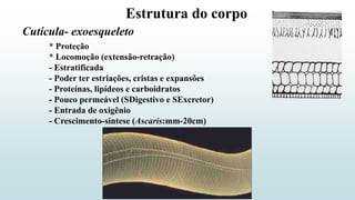 Estrutura do corpo
Cutícula- exoesqueleto
* Proteção
* Locomoção (extensão-retração)
- Estratificada
- Poder ter estriações, cristas e expansões
- Proteínas, lipídeos e carboidratos
- Pouco permeável (SDigestivo e SExcretor)
- Entrada de oxigênio
- Crescimento-síntese (Ascaris:mm-20cm)
 