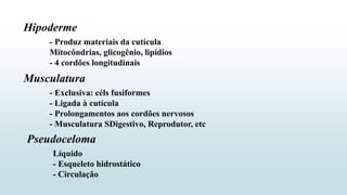 Estrutura do corpo
Hipoderme
- Produz materiais da cutícula
Mitocôndrias, glicogênio, lipídios
- 4 cordões longitudinais
Musculatura
- Exclusiva: céls fusiformes
- Ligada à cutícula
- Prolongamentos aos cordões nervosos
- Musculatura SDigestivo, Reprodutor, etc
Pseudoceloma
Líquido
- Esqueleto hidrostático
- Circulação
 