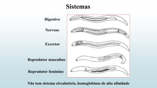 Sistemas
Digestivo
Nervoso
Excretor
Reprodutor masculino
Reprodutor feminino
Não tem sistema circulatório, hemoglobinas de alta afinidade
 