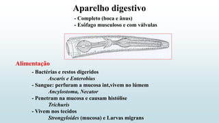 Aparelho digestivo
- Completo (boca e ânus)
- Esôfago musculoso e com válvulas
Alimentação
- Bactérias e restos digeridos
Ascaris e Enterobius
- Sangue: perfuram a mucosa int,vivem no lúmem
Ancylostoma, Necator
- Penetram na mucosa e causam histólise
Trichuris
- Vivem nos tecidos
Strongyloides (mucosa) e Larvas migrans
 