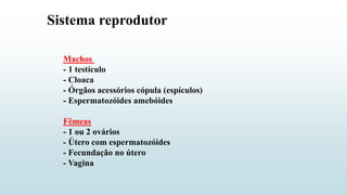 Sistema reprodutor
Machos
- 1 testículo
- Cloaca
- Órgãos acessórios cópula (espículos)
- Espermatozóides amebóides
Fêmeas
- 1 ou 2 ovários
- Útero com espermatozóides
- Fecundação no útero
- Vagina
 