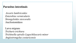 Parasitas intestinais
Ascaris lumbricoides
Enterobius vermicularis
Strongyloides stercoralis
Ancilostomídeos
Larva migrans
Trichuris trichiura
Trichinella spiralis Lagochilascaris minor
Angiostrongylus costaricensis
 