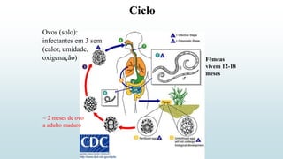 Ciclo
Fêmeas
vivem 12-18
meses
Ovos (solo):
infectantes em 3 sem
(calor, umidade,
oxigenação)
~ 2 meses de ovo
a adulto maduro
 