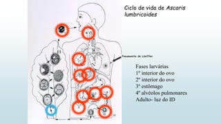 Ciclo de vida de Ascaris
lumbricoides
Pneumonite de Löeffler
Fases larvárias
1º interior do ovo
2º interior do ovo
3º estômago
4º alvéolos pulmonares
Adulto- luz do ID
 