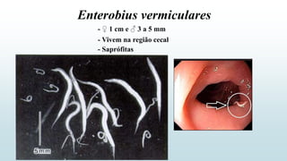 - ♀ 1 cm e ♂ 3 a 5 mm
- Vivem na região cecal
- Saprófitas
Enterobius vermiculares
 