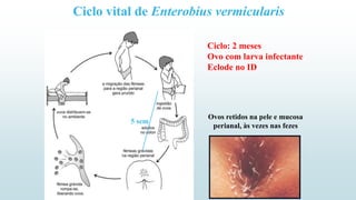 Ciclo vital de Enterobius vermicularis
Ciclo: 2 meses
Ovo com larva infectante
Eclode no ID
Ovos retidos na pele e mucosa
perianal, às vezes nas fezes
5 sem
 