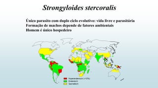 Único parasito com duplo ciclo evolutivo: vida livre e parasitária
Formação de machos depende de fatores ambientais
Homem é único hospedeiro
Strongyloides stercoralis
 