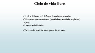 Ciclo de vida livre
- ♀ - 1 a 1,5 mm e ♂ 0,7 mm (cauda recurvada)
- Vivem no solo ou esterco (bactérias e matéria orgânica)
- Ovos
- Larvas rabditóides
- Talvez não mais de uma geração no solo
 