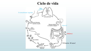 Ciclo de vida
II Guerra: 40 anos!
Eventualmente ingestão
24h
20hidroxi
desova!
 