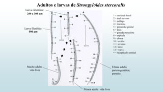 Adultos e larvas de Strongyloides stercoralis
1 = cavidade bucal
2 = anel nervoso
3 = esôfago
4 = intestino
5 = primórdio genital
6 = ânus
7 = gônada masculina
8 = espícula
9 = cloaca
10 = ovário
11 = oviduto
12= útero
13 = vulva
* = receptáculo seminal
Fêmea adulta
partenogenética;
parasita
Larva rabditóide
Larva filarióide
Fêmea adulta vida livre
Macho adulto
vida livre
500 µm
200 a 300 µm
 