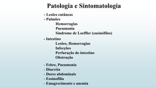 Patologia e Sintomatologia
- Lesões cutâneas
- Pulmões
Hemorragias
Pneumonia
Síndrome de Loeffler (eusinófilos)
- Intestino
Lesões, Hemorragias
Infecções
Perfuração do intestino
Obstrução
- Febre, Pneumonia
- Diarréia
- Dores abdominais
- Eosinofilia
- Emagrecimento e anemia
 